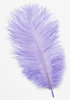 Struisveren Lavendel