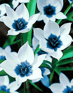 Wizardi Diamond Painting Kit Blue Eye Tulips WD034