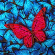 Crystal Card Kit | Diamond painting Butterfly