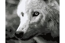 Wizardi Paint by Numbers | White Wolf - F011