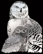 Krasfolie| Snowy Owls - SILF43