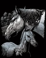 Krasfolie| Horses - SILF44