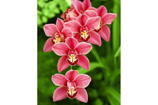 Wizardi Diamond Painting Kit Cimbidium WD033